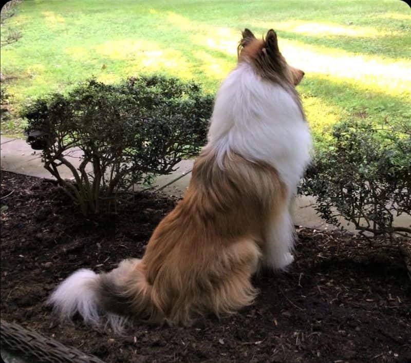cody sits outside like a majestic living lawn ornament
