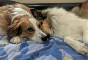 Freckles (a tan/red and white Australian Shepherd mix) and Yoshi lie snuggled on a bed together