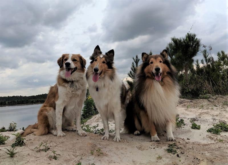 3 dogs, 1 Australian Shepherd mix and 2 Rough Collies, sit side by side framed by the setting sun in the clouds