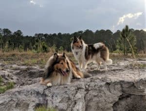 Gustav lies on the edge of a bluff while Yoshi, a smaller female Rough Collie with a white mushroom patch on her rump and a white forehead star, stands behind him
