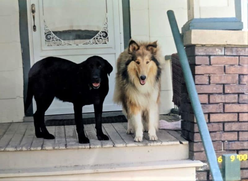 on the wooden porch of a house, a large black Labrador Retriever stands beside a large sable and white Rough Collie puppy