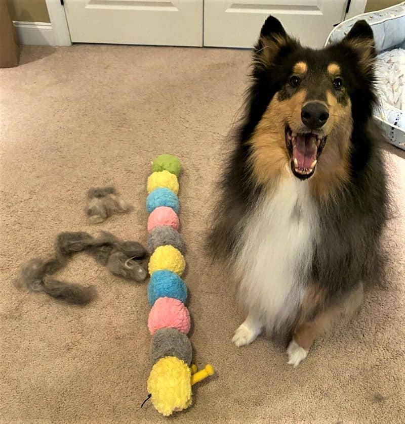 A tricolor (black, white, and tan) Rough Collie poses beside his caterpillar toy and a pile of fur
