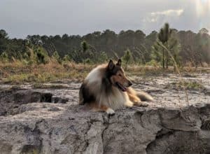 a dark mahogany sable and white Rough Collie with an impressive mane lies on the edge of a bluff