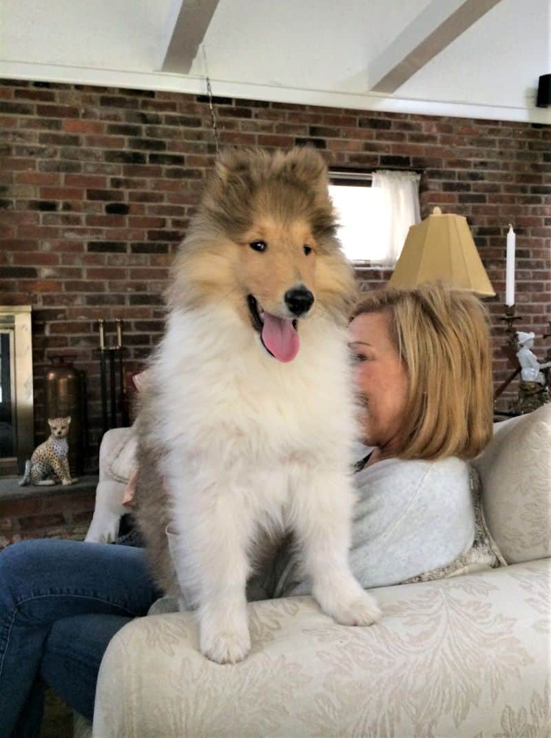cody as a fluffy puppy stands confidently beside Donna with his front feet on the back of the couch