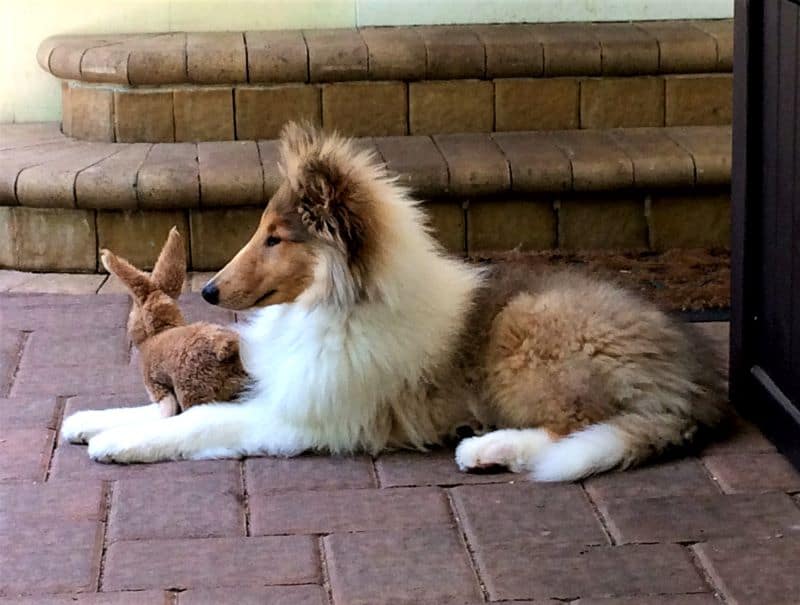 Cody as a puppy lies outside with a rabbit toy between his front paws