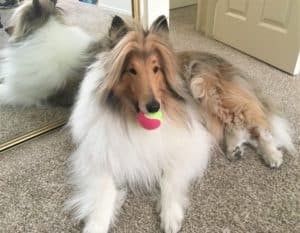 Cody lies indoors happily holding a tennis ball in his mouth