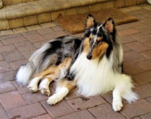 a blue merle Rough Collie (longhaired Collie with grey/blue/black/tan spots and white markings) lies outside regally