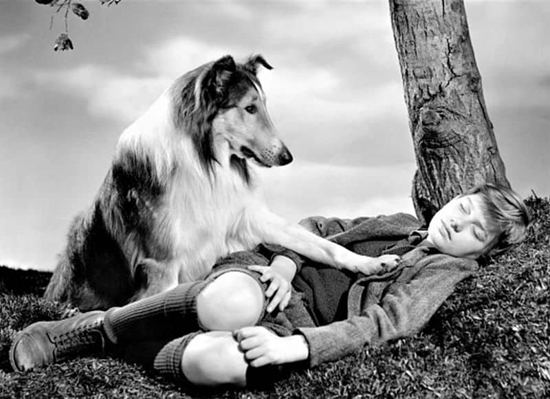 A young boy sleeps under a tree while Lassie, the sable and white Rough Collie of television fame, gently paws at his chest to wake him