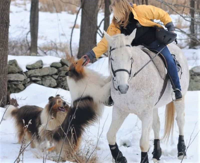 A woman rides a grey horse, while one mahogany (dark) sable and white Collie stands on his hind legs to greet the woman while another smiling Collie looks on