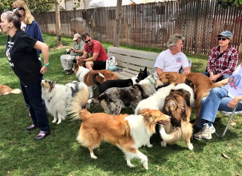Several people sit and stand outside while a happy crowd of Collies congregate and get human attention