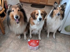 3 dogs (one red and white Australian Shepherd mix, 2 sable and white Collies) sitting lined up on a kitchen floor posing with a bag of Marie's Magical Dinner Dust