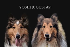 canvas digital pet portrait depicting yoshi (sale and white collie with forehead star) and gustav (sable and white very furry collie)