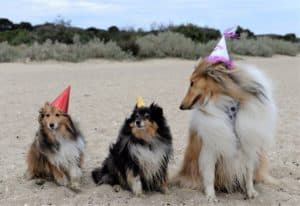 A sable and white Shetland Sheepdog and a tricolor (black, white, and tan) Shetland Sheepdog pose beside a much larger sable and white Rough Collie