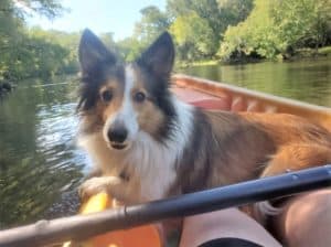 A sable and white Sheltie with a Lassie facial blaze lies in the lap of her person, taking a kayak ride down a peaceful river