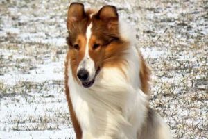 The Science of Collie Genetics