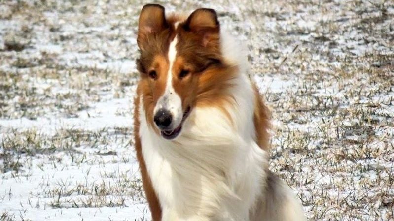 Call me 'Lassie' one more time. Do it.” : r/sheltie