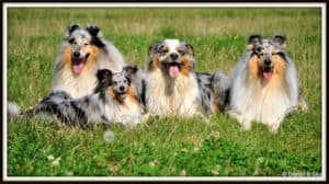 4 blue merle dogs lie in a green field: 2 Rough Collies, 1 Shetland Sheepdog, and 1 Australian Shepherd