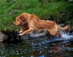 A red Toller with white paws leaps into a stream