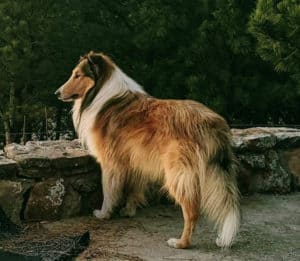 A sable and white (tan and white) rough-coated Collie stands outlined against a green forest background (uncropped version)