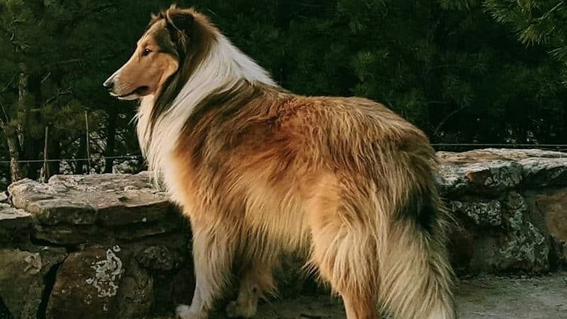 You are currently viewing What Is A Scottish Collie? 