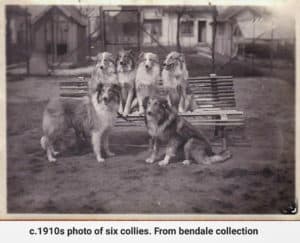 A vintage black and white photo circa 1910s of six Collies posed sitting on and in front of a bench. From Bendale Collection