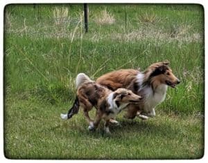 Titus and his pup Aeros run together through a green field