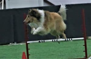 Titus leaps over an agility jump