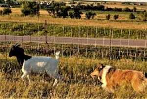 Titus herds a goat through a fenced pasture