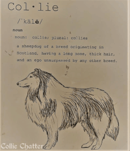An illustrated sketch of a Collie with a dictionary-like definition that reads: "Collie - noun: collie; plural: collies - a sheepdog of a breed originating in Scotland, having a long nose, thick hair, an an ego unsurpassed by any other breed