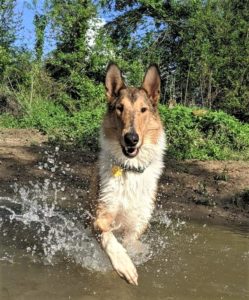 A sable and white Smooth Collie happily splashes through a creek