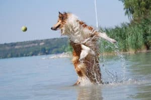 A sable and white Rough Collie (Lassie Dog) leaps out of the water after a tennis ball.