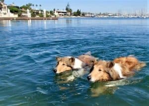 Two sable and white Rough Collies (Lassie dogs) swim through the San Diego Bay