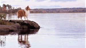 a sable and white Rough Collie stands on a peninsula of land overlooking a lake