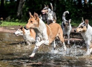 A sable and white Smooth Collie leads a pack of blue merle and sable Smooth Collies into a river