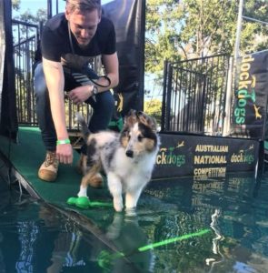 A blue merle Rough Collie puppy stands on a ramp leading down into a pool