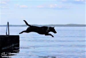 A smooth Collie leaps off a dock into the water. Color unclear, and appears as a dark silhouette with a white ring of fur around its neck