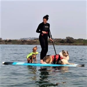 A blue merle Rough Collie in an orange life vest lies calmly on an paddle board while a Nova Scotia Duck Tolling Retriever puppy in a yellow life vest sits on the board and appears to be vocally complaining to his human, a woman wearing a black scuba suit who is standing and paddling while she looks down and laughs at her puppy