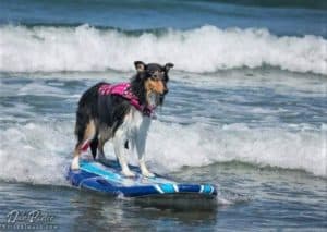 A tricolor Collie Rough stands on a surboard riding through waves with an intense look of concentration on her face