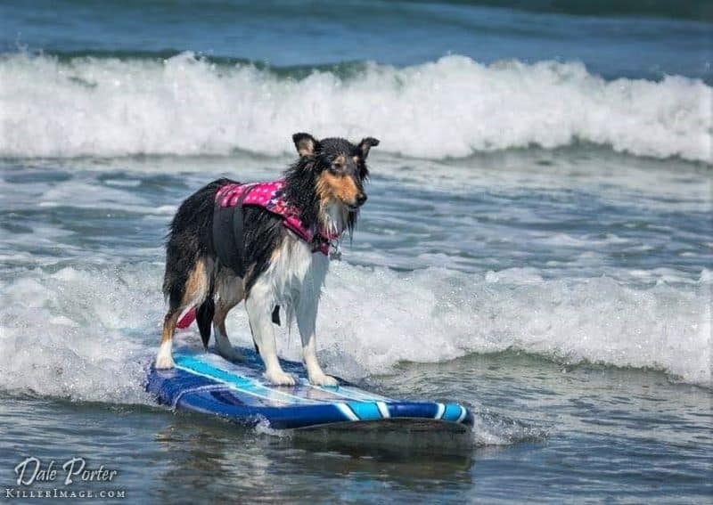 A tricolor Collie Rough stands on a surboard riding through waves with an intense look of concentration on her face