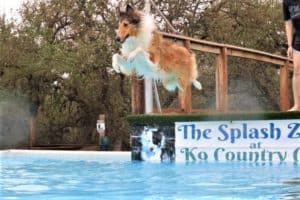 A sable and white Rough Collie (Lassie dog) leaps from a dock into a pool, with a banner in the background that reads "The Splash Zone at K9 Country Club"