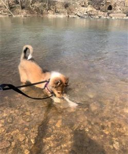 a young sable and white (tan and white) Rough Collie puppy snorkels - head underwater - in a river