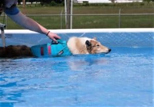 A sable merle rough collie in an aqua life vest swims a lap around a pool while a person holds onto the handle atop the vest to help her steer