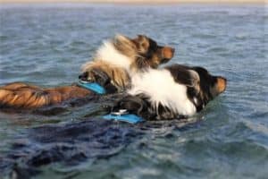 A sable and white Rough Collie and tricolor Rough Collie swim through the ocean side by side wearing matching teal vests