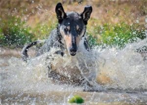 A tricolor Smooth Collie splashes through the water intent on retrieving a tennis ball