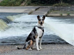 A blue merle Smooth Collie sits before a dam