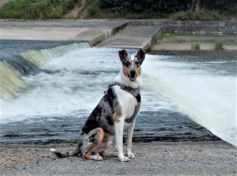 A blue merle Smooth Collie sits before a dam