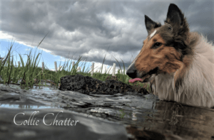 A sable and white Rough Collie with a white star on her forehead stands in a lake with a stormy sky overhead