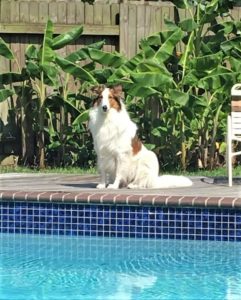 A sable-headed white Rough Collie sits beside an inground pool