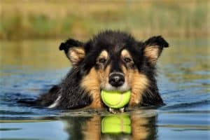 A furry tricolor Rough Collie swims while holding a tennis ball