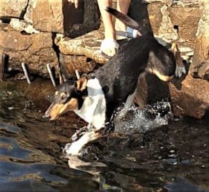 A tricolor Smooth Collie springs off a rock wall into the water below